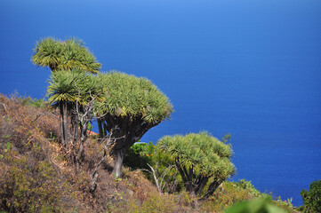 Kanarische Drachenbaum (Dracaena draco) auch Drachenbaum, Insel La Palma, Kanaren, Spanien, Europa 