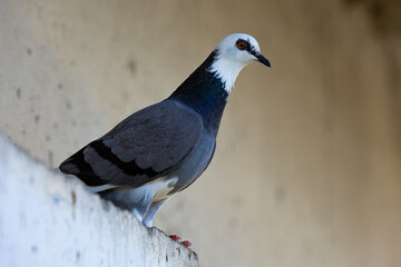 pigeon - unusual color on thr street