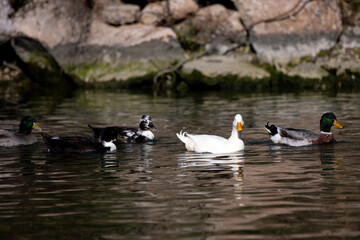 duck and ducklings