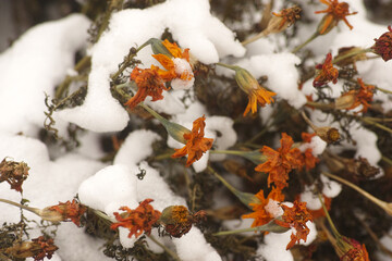 A bush of wilting marigolds with snow on it. Close up.