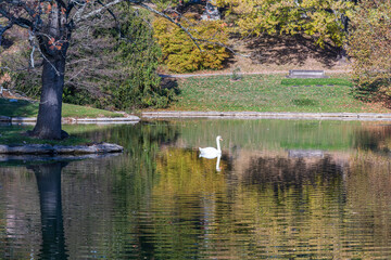 swan in the pond spring grove cemetery cincinnati ohio