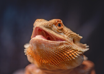 Orange Male Bearded Dragon