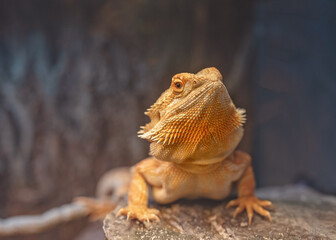 Orange Male Bearded Dragon