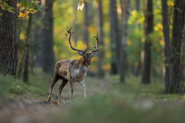Daniel zwyczajny (Dama dama) © Bartosz Rakoczy