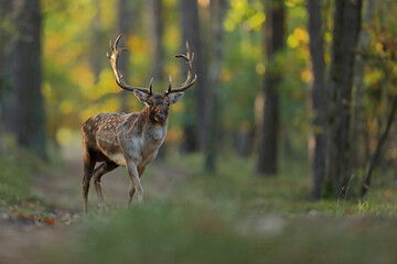 Daniel zwyczajny (Dama dama) © Bartosz Rakoczy