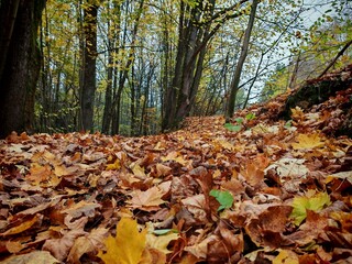 autumn leaves in the forest