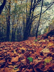 autumn forest in the morning
