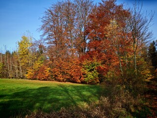 Fototapeta premium autumn trees in the park