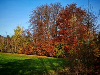 autumn in the forest
