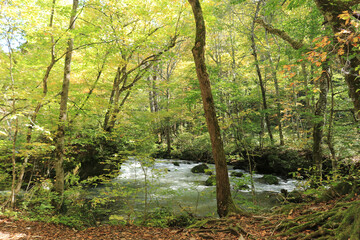 Japan Aomori Oirase Valley 