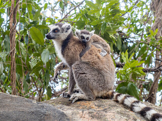 Fototapeta premium Katta