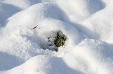 A small green plant is growing in the snow