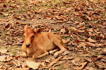 Fototapeta premium A baby cow, calf is resting on fallen leaves, foliage near the camp on the other side of Kong Lor Cave, a tourist attraction on the Thakhek Motorbike Loop, Laos