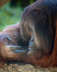 Male Orangutan 