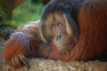 Male Orangutan  © Crystal
