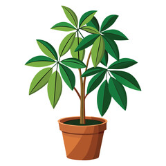 vector houseplant young schefflera a potted plant