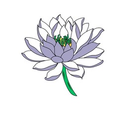 lotus flower isolated on white