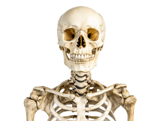 a skeleton with a white background