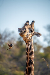 Giraffe with a Bird