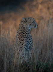cheetah in the savannah