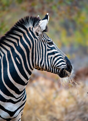 portrait of zebra © Isabella
