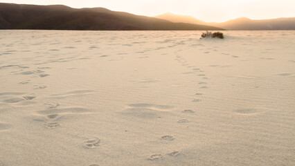 Dunes on the Mediterranean coast, sunrise