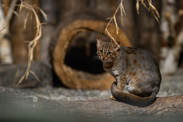 Ceylon cat bred in captivity.
