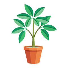 vector houseplant young schefflera a potted plant