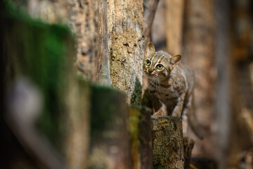 Ceylon cat bred in captivity.
