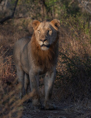 Male lion