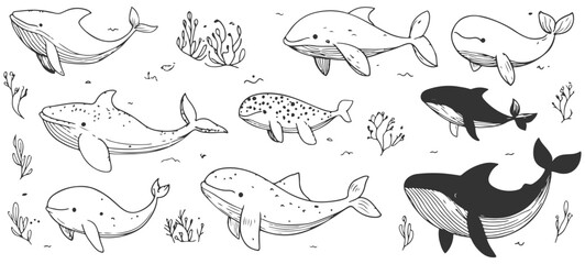 Fototapeta premium Set of cute hand-drawn whales in line art vector style, ideal for ocean-themed projects, children’s illustrations, and nature designs, depicting whales in playful and simple outlines.