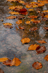 Fall raindrops falling into puddle with autumnal leaves. Hello Fall Autumn leaves float on the surface of the water. Fallen orange leaf is sailing on dark puddle. Hygge atmosphere Falling rain drops