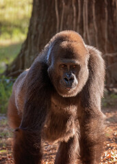 Adult Gorilla in Outdoor Habitat 