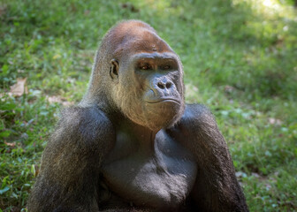 Adult Gorilla in Outdoor Habitat 