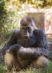 Adult Gorilla in Outdoor Habitat 