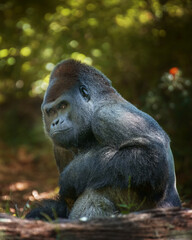 Naklejka premium Adult Gorilla in Outdoor Habitat 