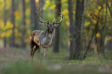 Daniel zwyczajny (Dama dama) © Bartosz Rakoczy