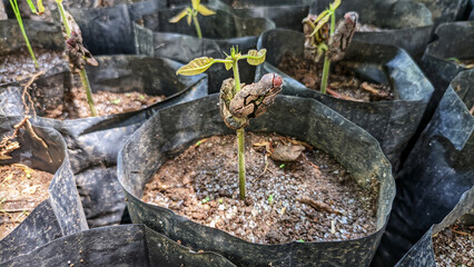 Close-up view of a Theobroma cacao tree or cacao seedling. sowing by farmers in kolibet or pots. Selective focus