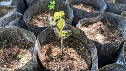 Close-up view of a Theobroma cacao tree or cacao seedling. sowing by farmers in kolibet or pots. Selective focus