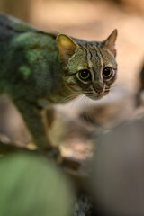 Ceylon cat bred in captivity.
