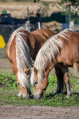 Zwei Haflinger Pferde auf einer Koppel beim grasen