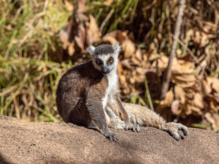 Fototapeta premium Katta