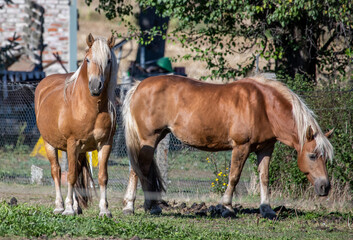 Zwei Haflinger Pferde auf einer Weide beim grasen