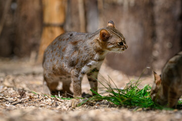 Ceylon cat and green grass in the paddock.
