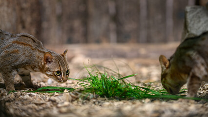 Ceylon cat and green grass in the paddock.
