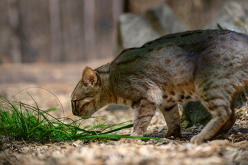 Ceylon cat and green grass in the paddock.

