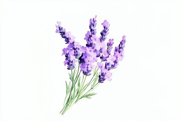 Fototapeta premium Hand-Drawn Lavender Flowers in Watercolor Style, Simple Design with Delicate Details, Ultra-Detailed High Resolution