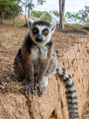 Katta