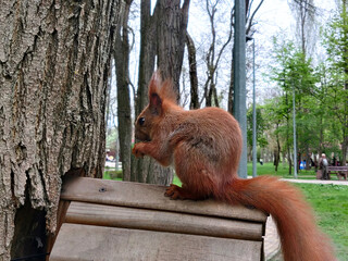 Red squirrel with nut in the paws