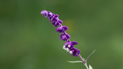 Violet flower of Mexican shrub sage